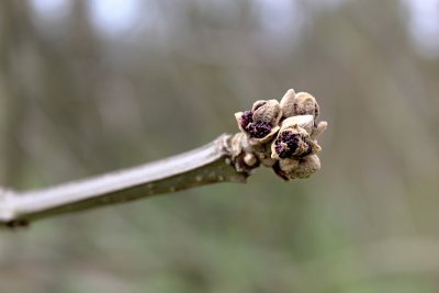 Fraxinus quandrangulata - jasan čtyřhranný - zimní pupen (33)